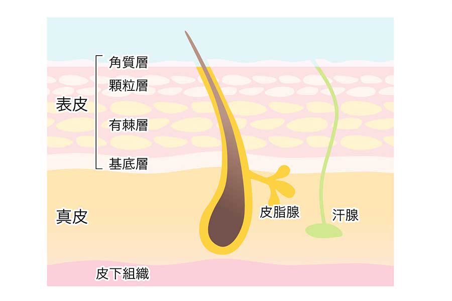 毛根と皮膚の断面図イメージ