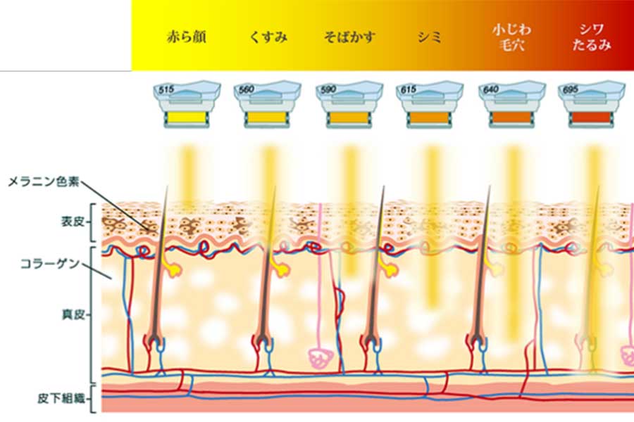 フォトフェイシャルM22のフィルター別効果を示す肌の断面イメージ